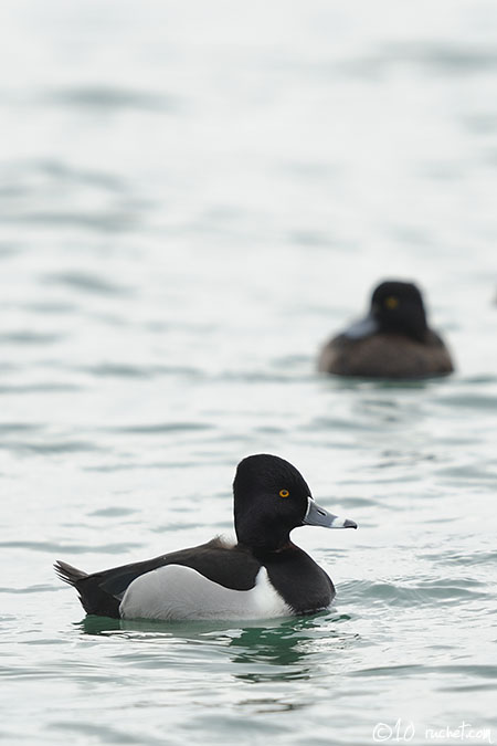 Ringschnabelente - Aythya collaris