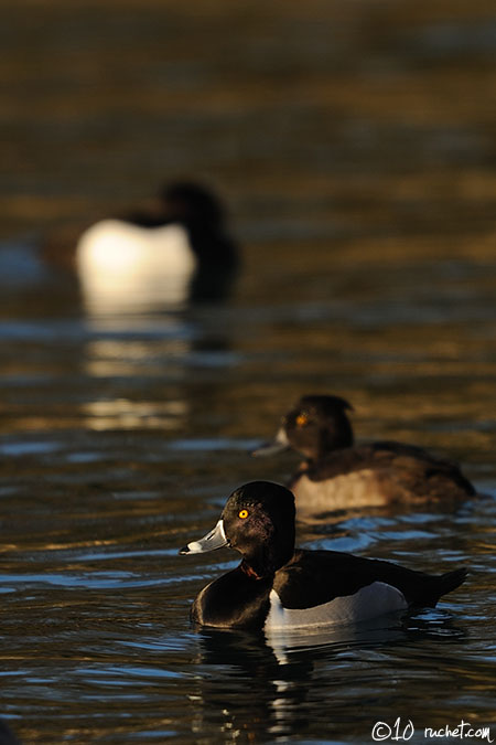 Ringschnabelente - Aythya collaris