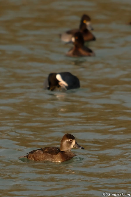 Ringschnabelente - Aythya collaris