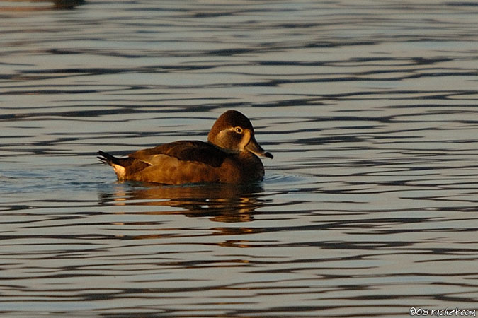 Ringschnabelente - Aythya collaris