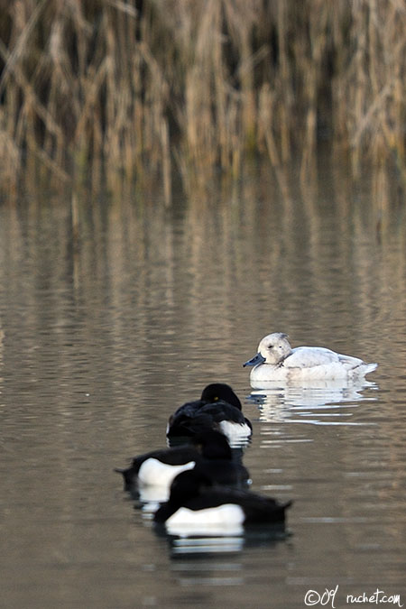 Tufted duck - Aythya fuligula