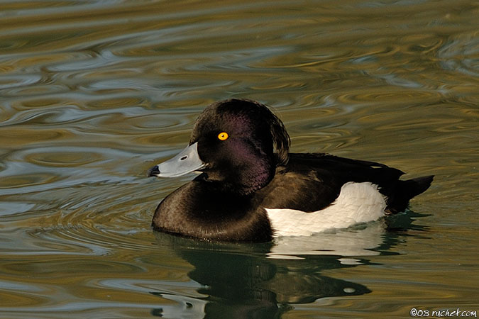 Fuligule morillon - Aythya fuligula