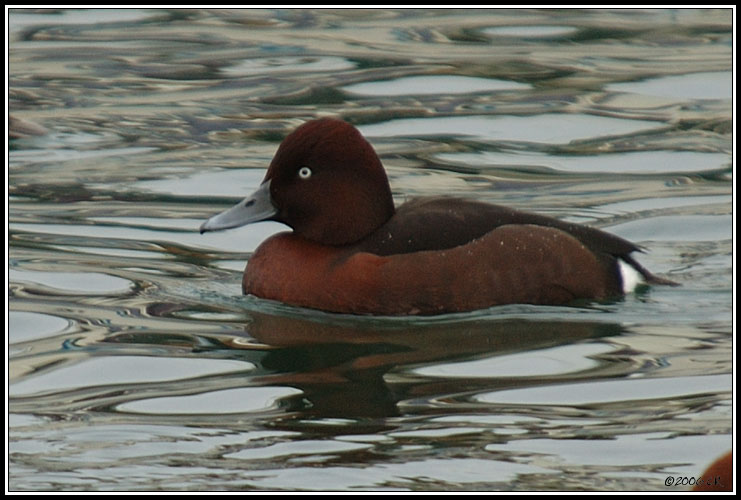 Ferruginous duck - Aythya nyroca