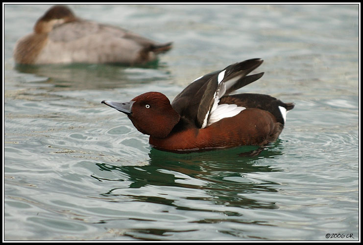 Ferruginous duck - Aythya nyroca