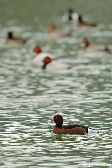 Ferruginous duck - Aythya nyroca