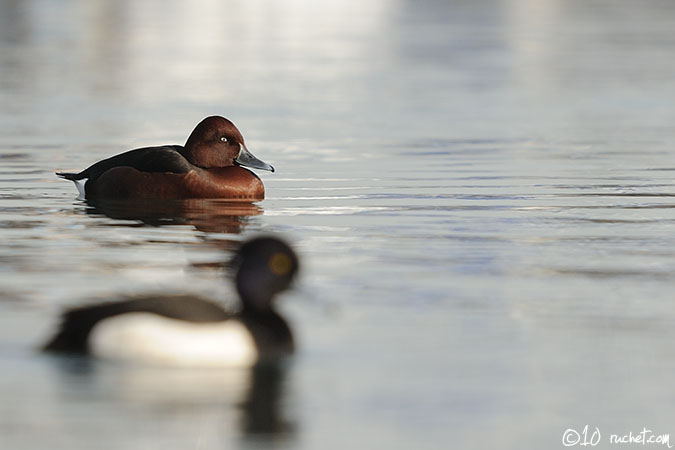 Ferruginous duck - Aythya nyroca