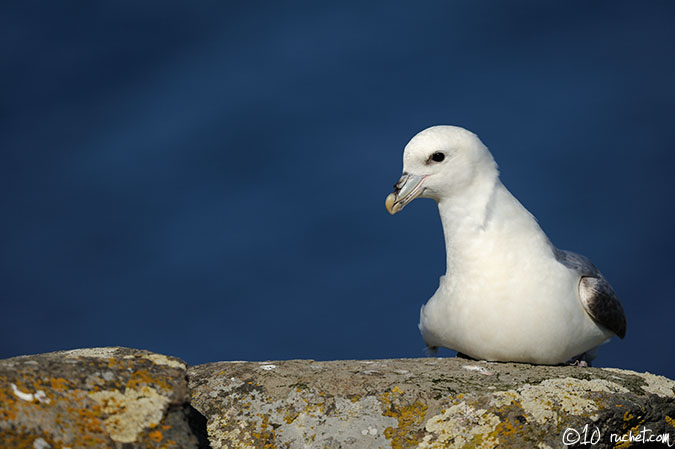 Fulmar boréal - Fulmarus glacialis