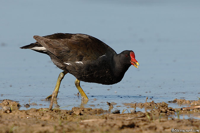 Gallinule poule d'eau - Gallinula chloropus