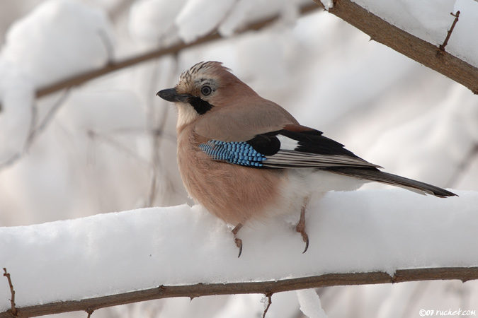 Ghiandaia - Garrulus glandarius