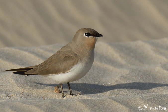 Small Pratincole - Glareola lactea