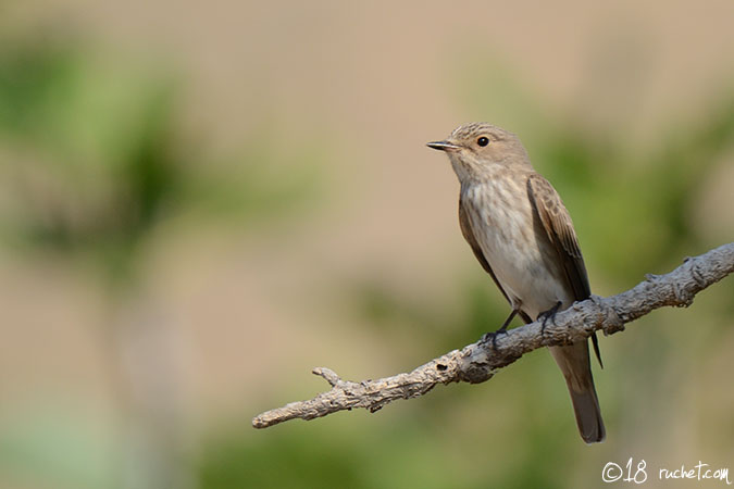 Gobemouche gris - Muscicapa striata