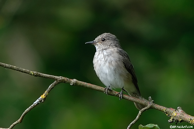 Gobemouche gris - Muscicapa striata