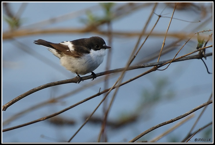 Gobemouche noir - Ficedula hypoleuca