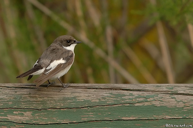 Gobemouche noir - Ficedula hypoleuca