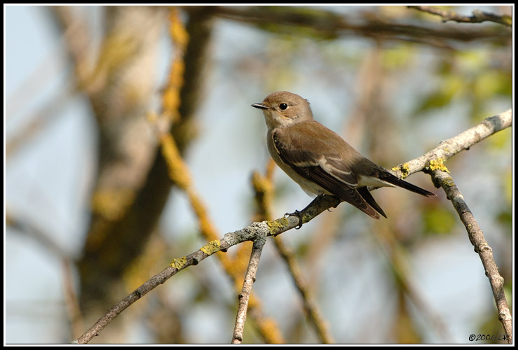 Gobemouche noir - Ficedula hypoleuca