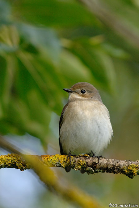 Gobemouche noir - Ficedula hypoleuca