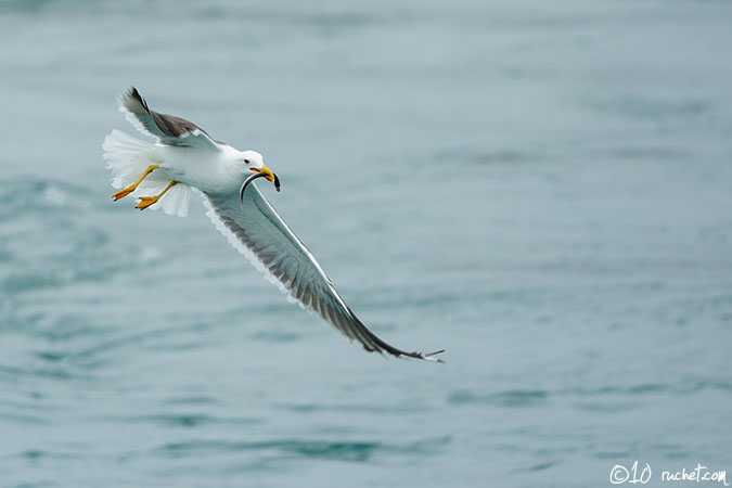 Lesser Black-backed Gull - Larus fuscus