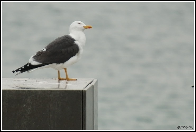 Lesser Black-backed Gull - Larus fuscus