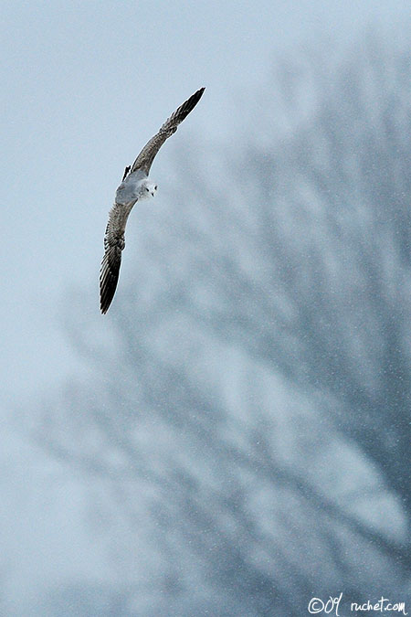 Goéland cendré - Larus canus