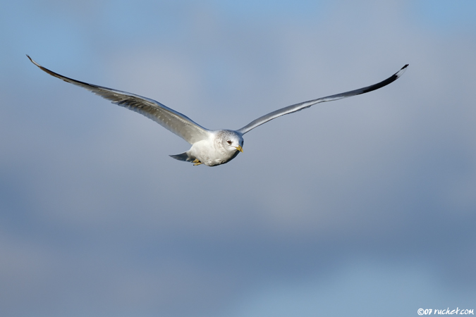 Goéland cendré - Larus canus