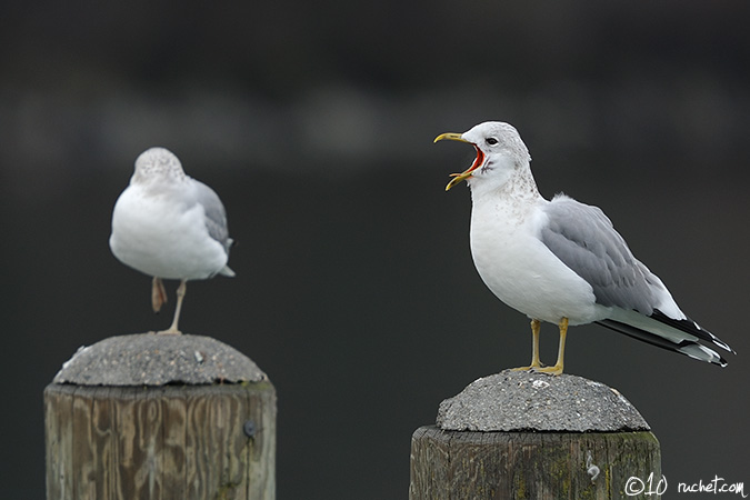 Goéland cendré - Larus canus