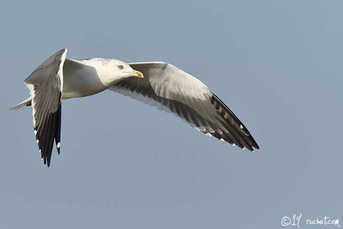 Gabbiano della Siberia - Larus heuglini