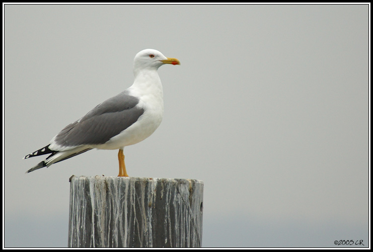 Goéland leucophée - Larus cachinnans