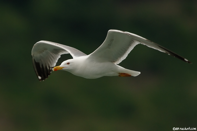 Goéland leucophée - Larus cachinnans