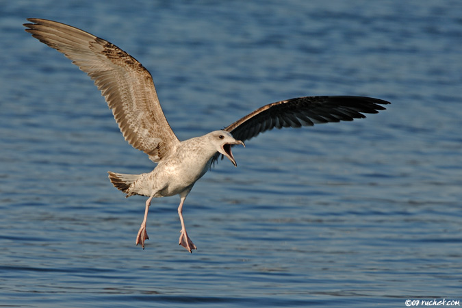 Goéland leucophée - Larus cachinnans