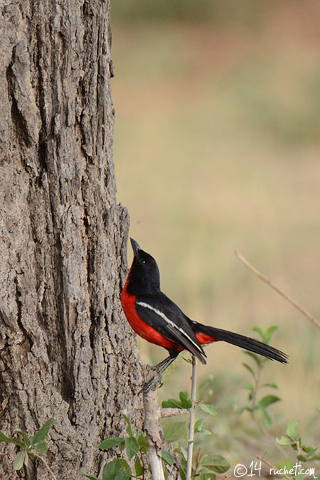 Gonolek rouge et noir - Laniarius atrococcineus