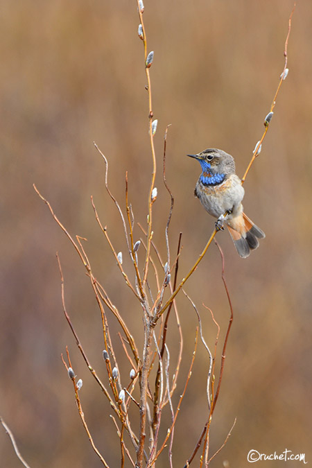 Gorgebleue à miroir - Luscinia svecica