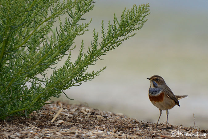 Pettazzurro - Luscinia svecica