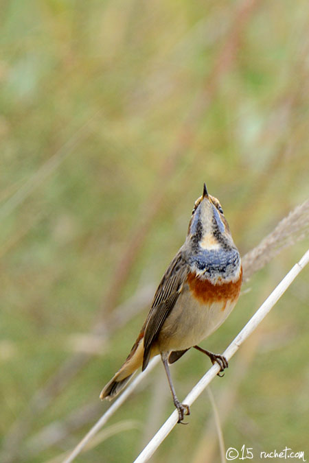 Pettazzurro - Luscinia svecica