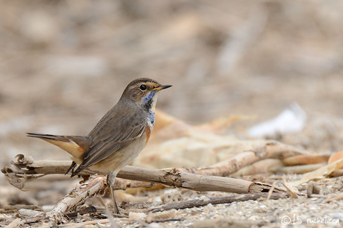 Pettazzurro - Luscinia svecica