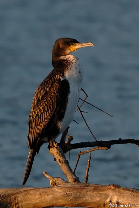 Great cormorant - Phalacrocorax carbo