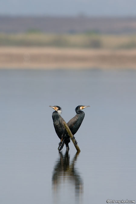 Grand cormoran - Phalacrocorax carbo