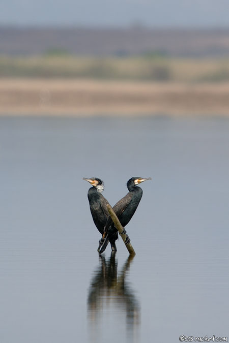 Great cormorant - Phalacrocorax carbo