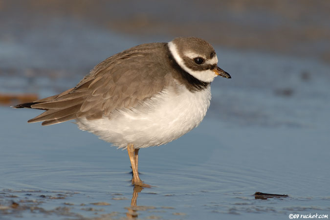 Grand gravelot - Charadrius hiaticula