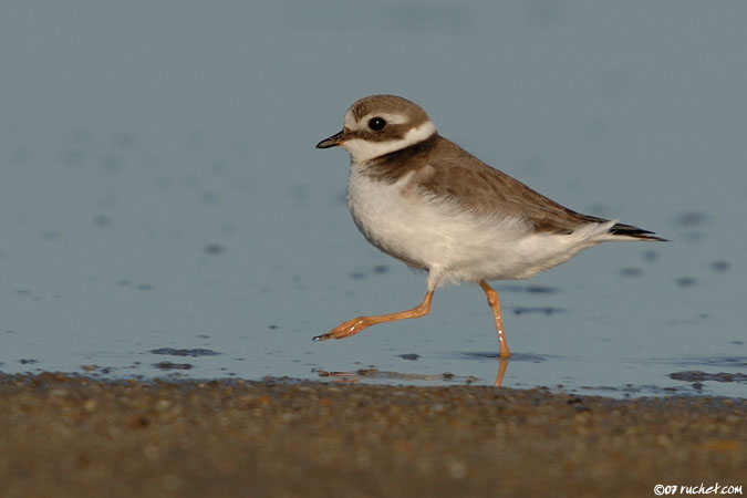 Sandregenpfeifer - Charadrius hiaticula