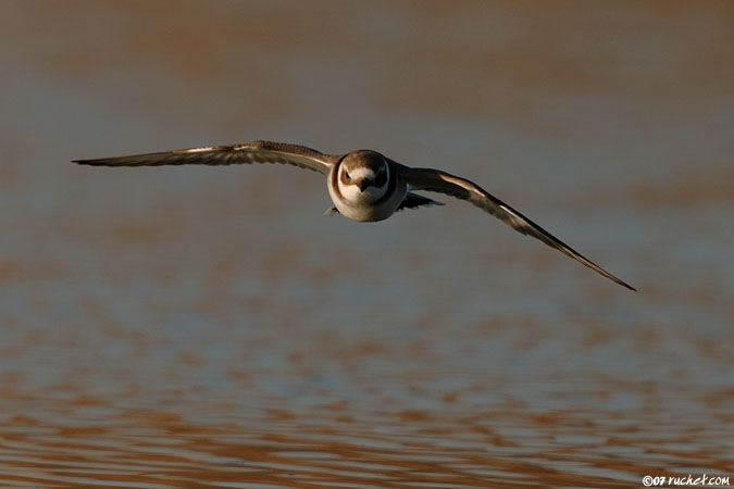 Sandregenpfeifer - Charadrius hiaticula