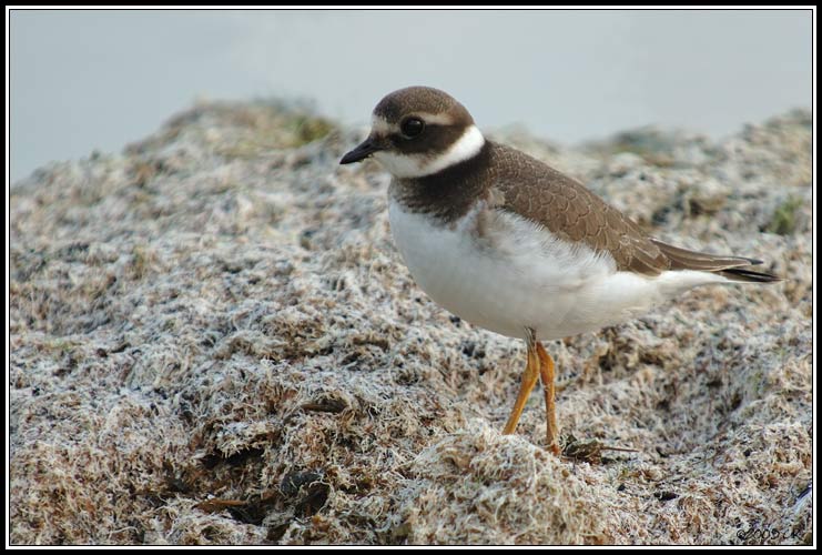 Common ringed plover - Charadrius hiaticula