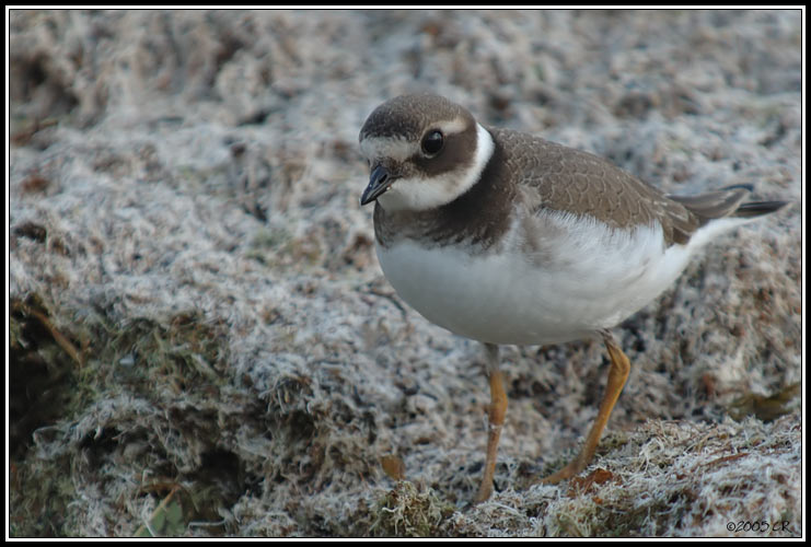 Grand gravelot - Charadrius hiaticula