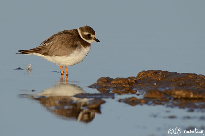 Grand gravelot - Charadrius hiaticula