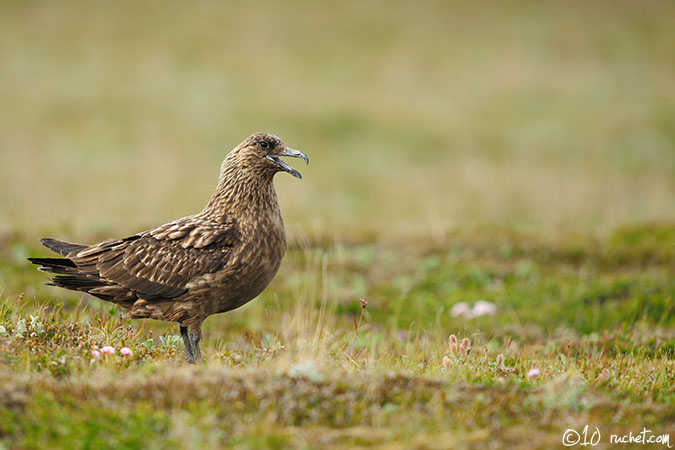 Stercorario maggiore - Stercorarius skua