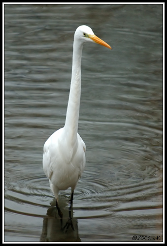 Grande aigrette - Egretta alba