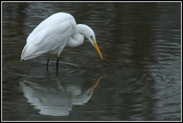 Grande aigrette - Egretta alba