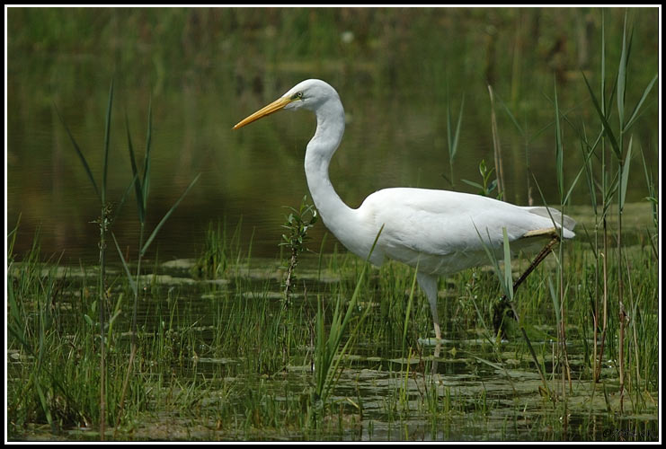 Silberreiher - Egretta alba