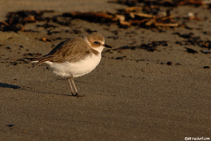 Fratino - Charadrius alexandrinus