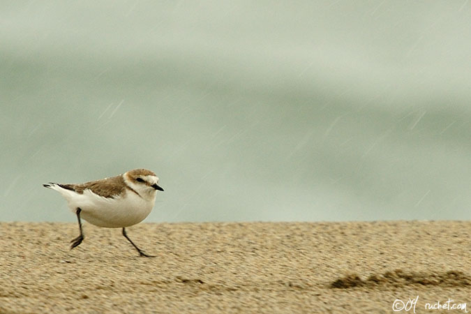 Fratino - Charadrius alexandrinus