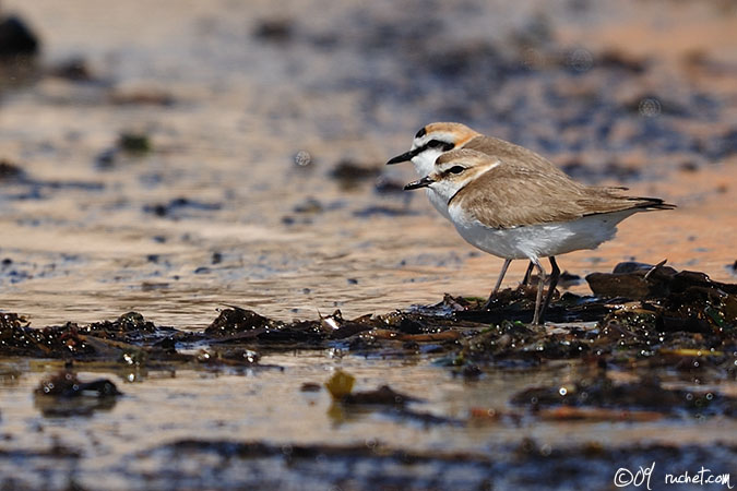 Fratino - Charadrius alexandrinus